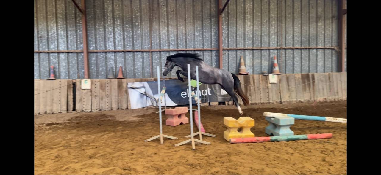 Mare Connemara For sale 2023 Grey