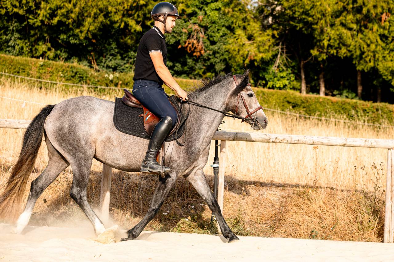 Mare Connemara For sale 2023 Grey