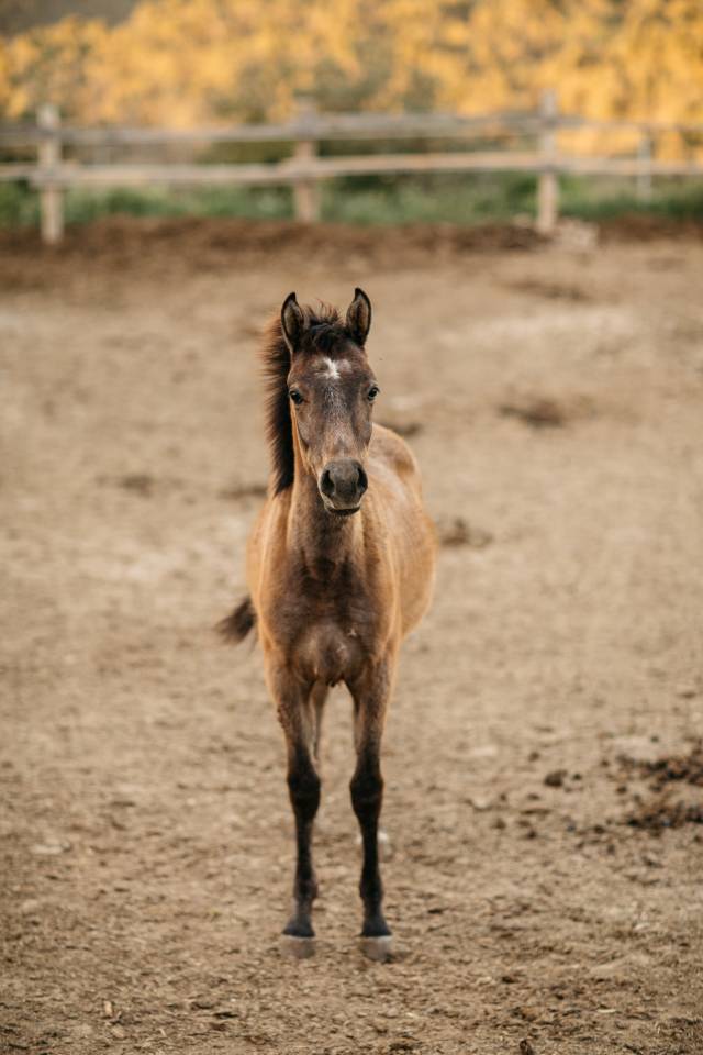 Colt Arabian Half Blood For sale 2023 Grey