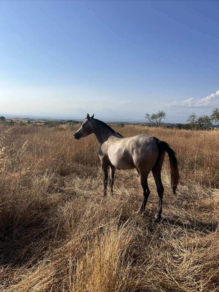 Colt Arabian Half Blood For sale 2023 Grey