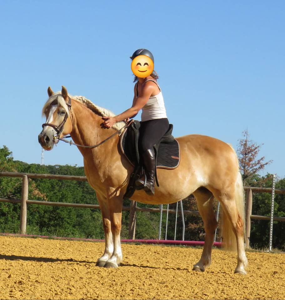 Mare Haflinger For sale 2012 Silver dapple