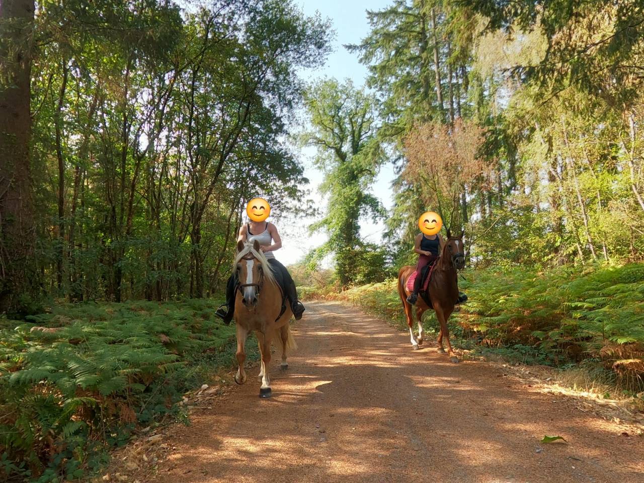 Mare Haflinger For sale 2012 Silver dapple