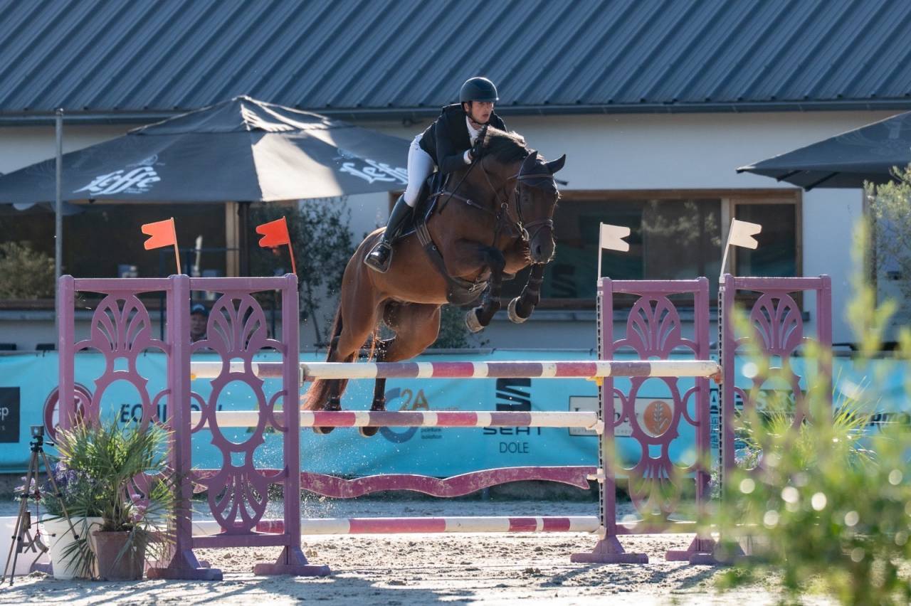 Gelding Selle Fran&ccedil;ais For sale 2019 Bay