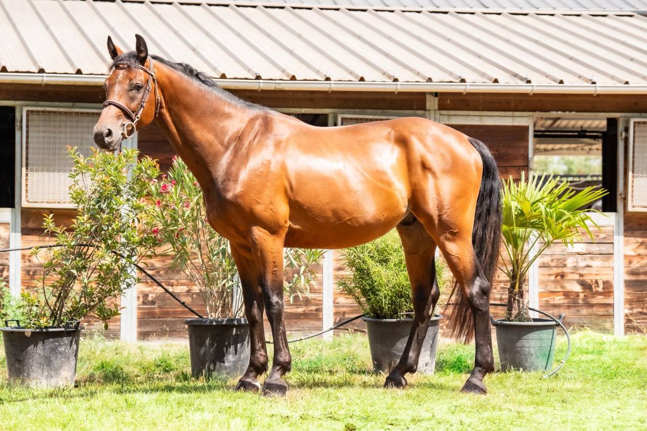 Gelding Selle Fran&ccedil;ais For sale 2019 Bay