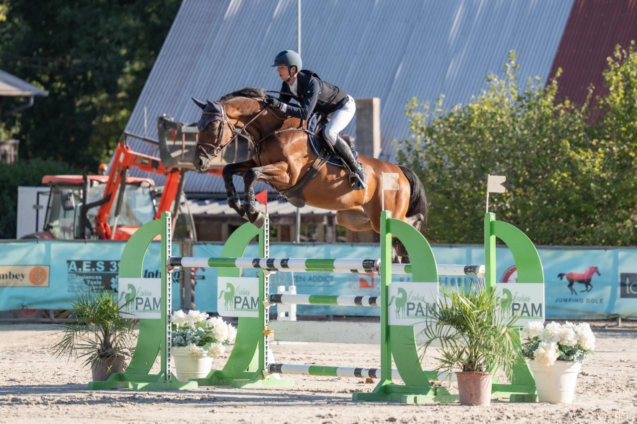 Gelding Selle Fran&ccedil;ais For sale 2019 Bay