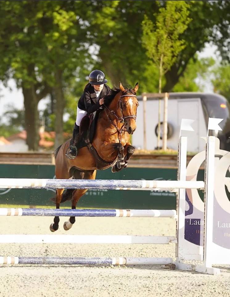 Gelding French Saddle Pony For sale 2015 Bay