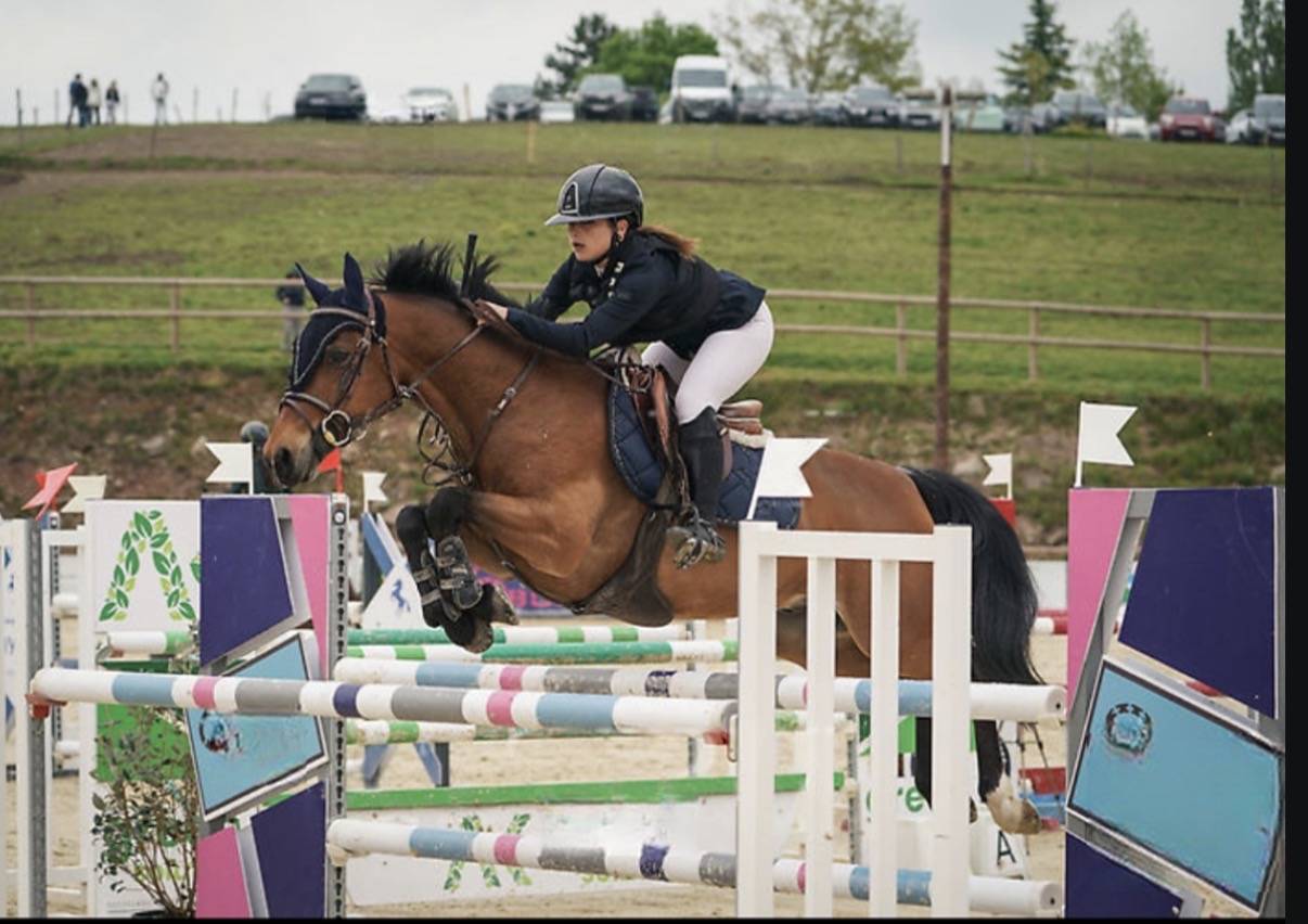 Gelding French Saddle Pony For sale 2015 Bay