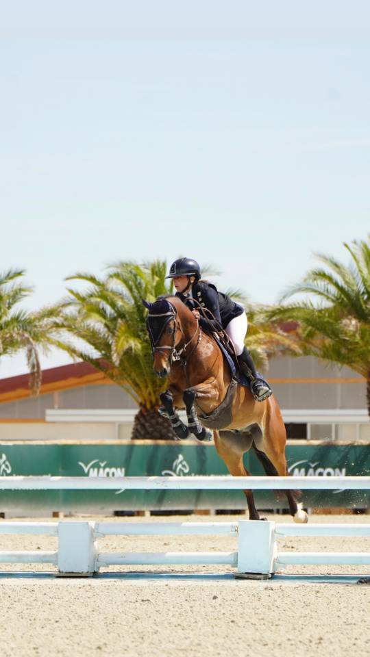 Gelding French Saddle Pony For sale 2015 Bay
