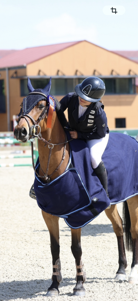 Gelding French Saddle Pony For sale 2015 Bay