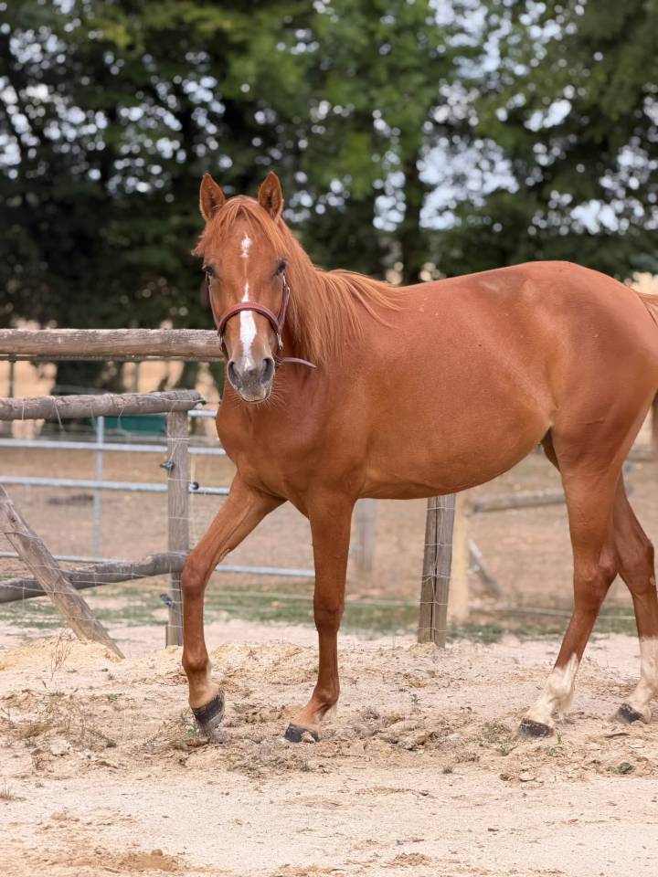 Mare French Saddle Pony For sale 2024 Chesnut