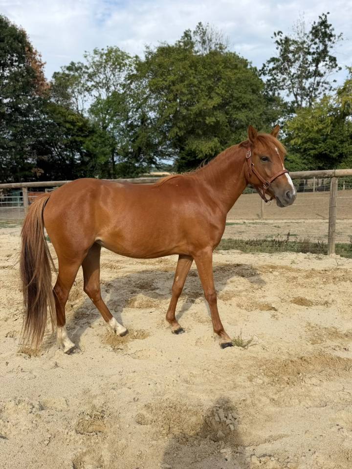 Mare French Saddle Pony For sale 2024 Chesnut