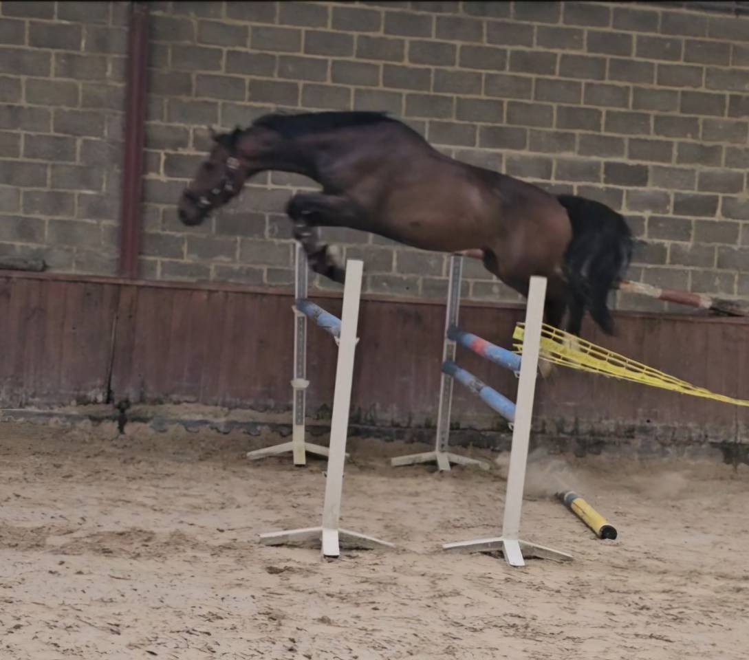 Gelding Warmblood Cross For sale 2022 Dark Bay