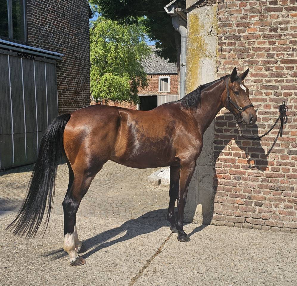 Gelding Warmblood Cross For sale 2022 Dark Bay