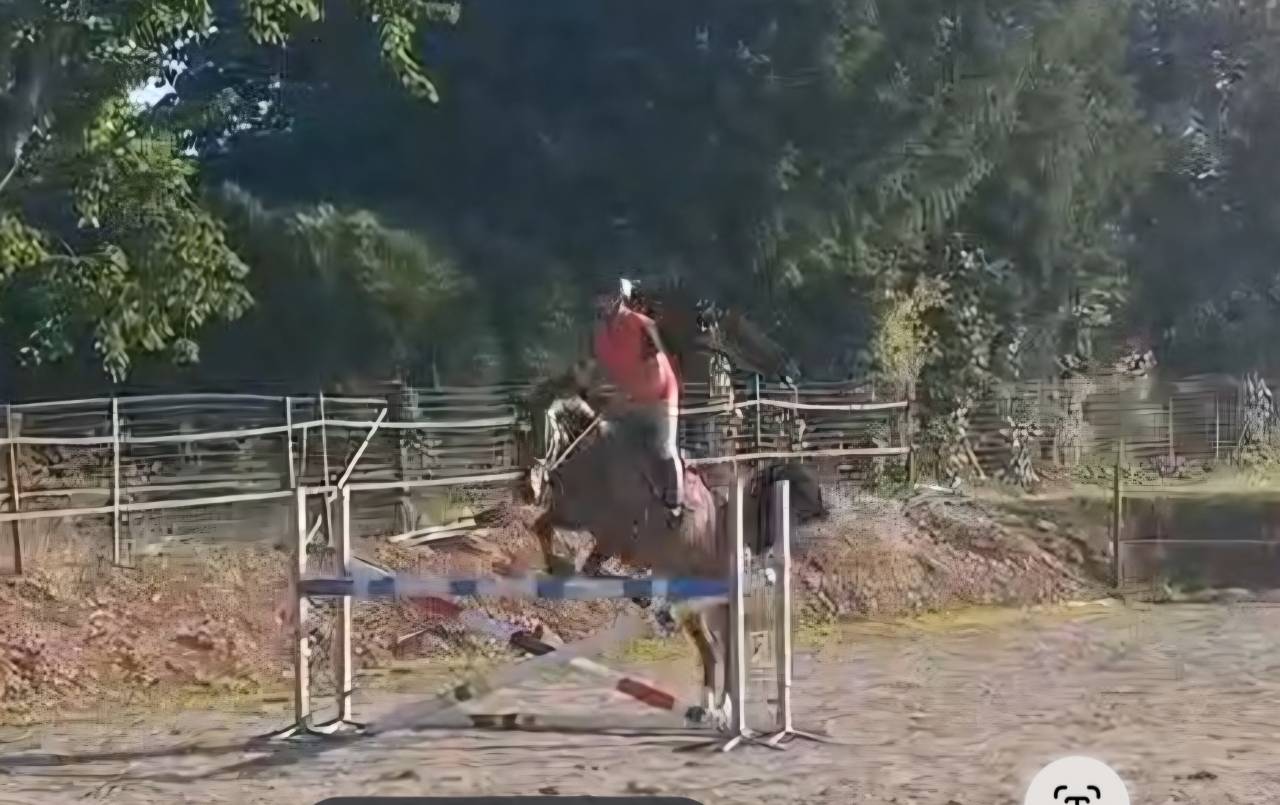 Gelding Warmblood Cross For sale 2022 Dark Bay