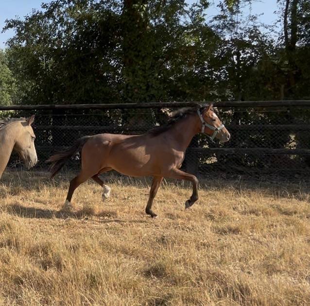 Filly Welsh Part Bred For sale 2025 Bay
