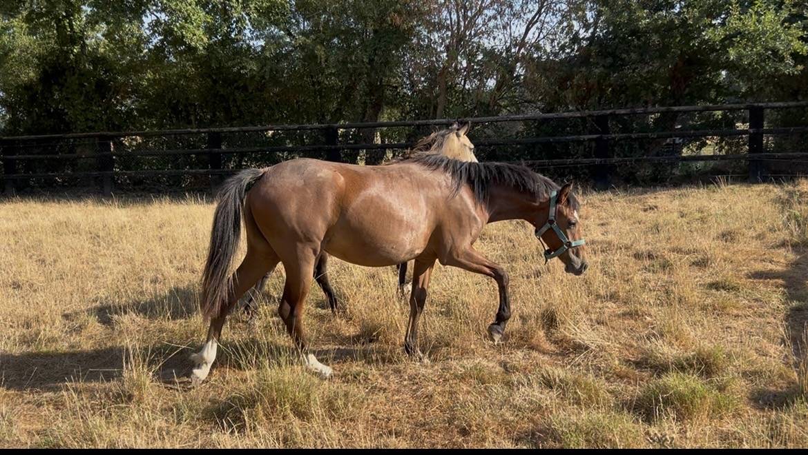 Filly Welsh Part Bred For sale 2025 Bay