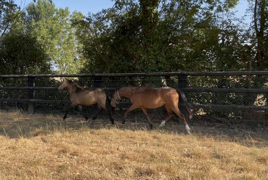 Filly Welsh Part Bred For sale 2025 Bay