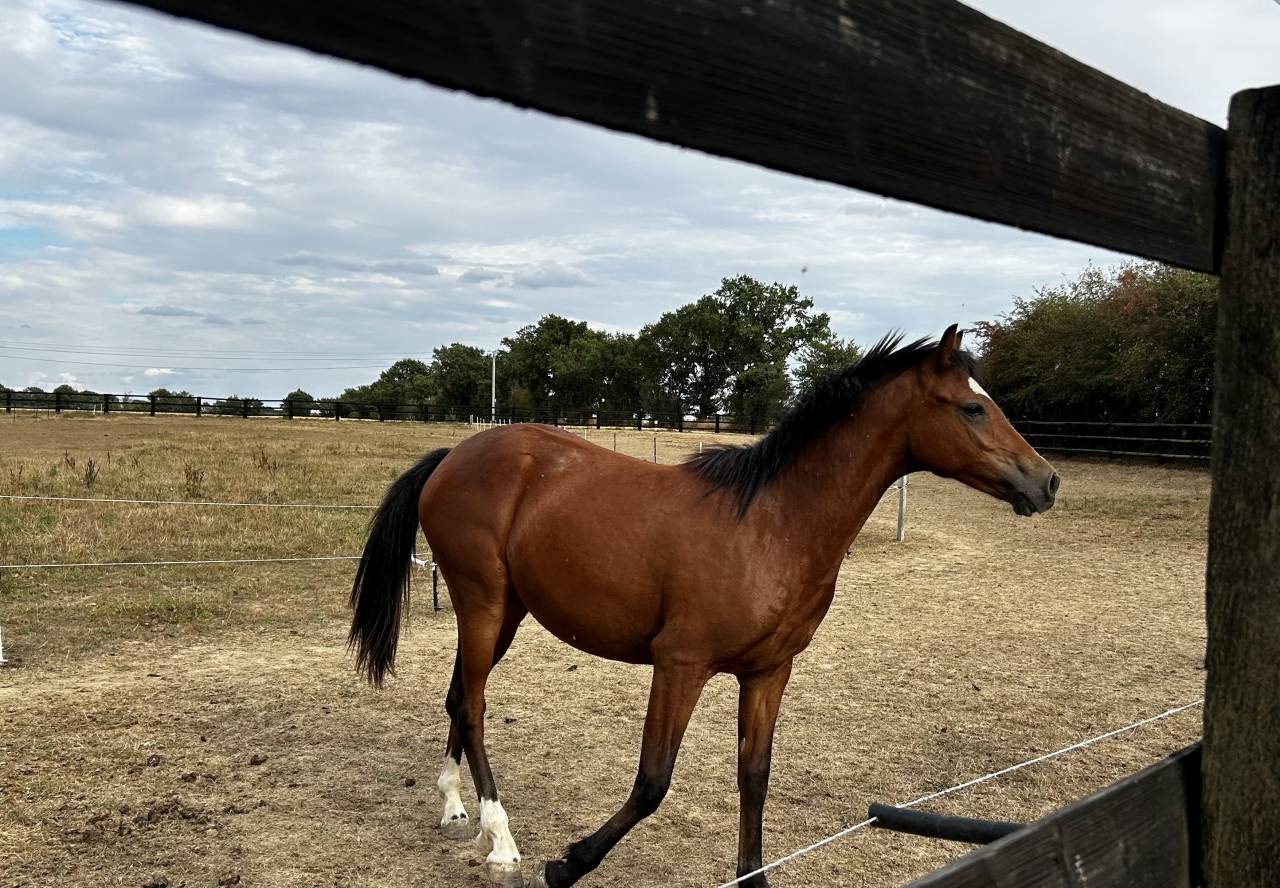 Filly Welsh Part Bred For sale 2025 Bay