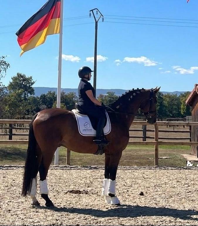 Gelding Hanoverian For sale 2017 Dark Bay