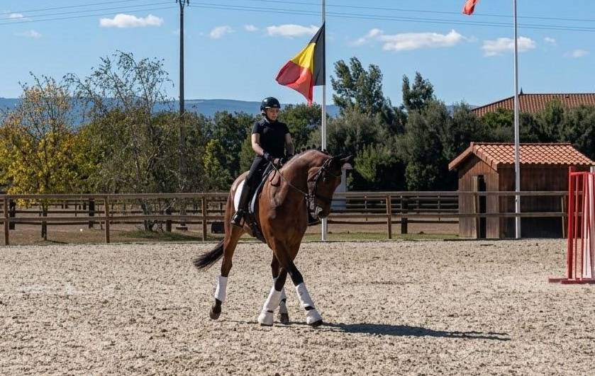 Gelding Hanoverian For sale 2017 Dark Bay