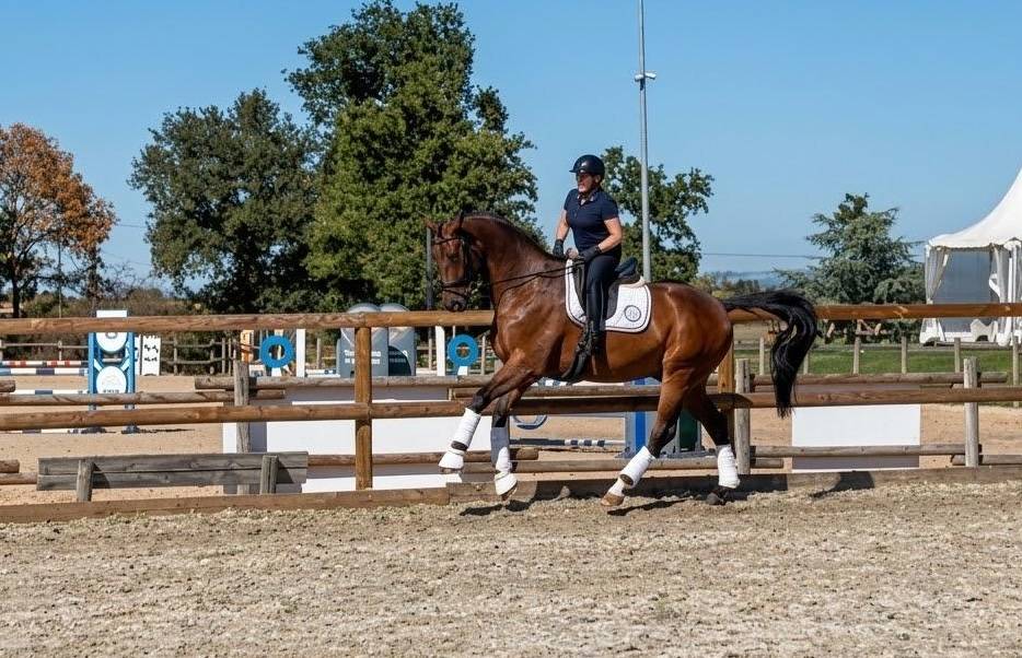 Gelding Hanoverian For sale 2017 Dark Bay