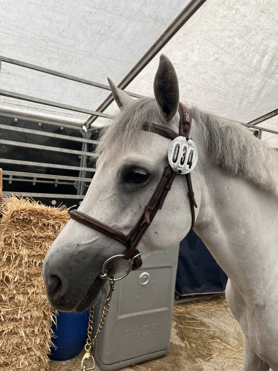 Mare Connemara For sale 2019 Grey