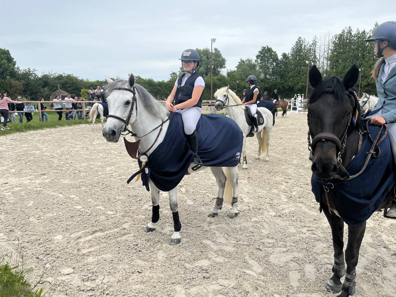 Mare Connemara For sale 2019 Grey