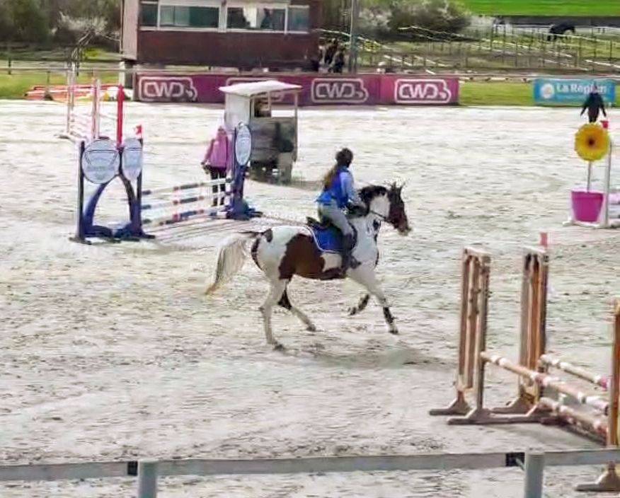 Mare Origin Recorded For sale 2022 Coloured