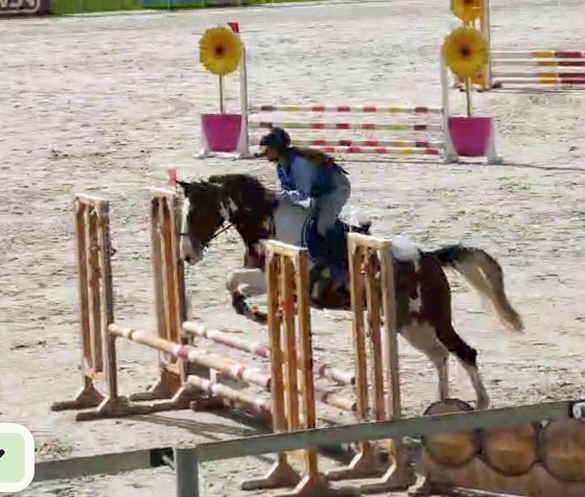 Mare Origin Recorded For sale 2022 Coloured