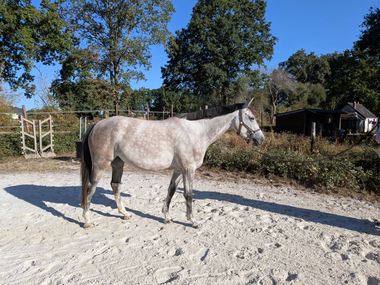 Mare Selle Fran&ccedil;ais For sale 2022 Grey