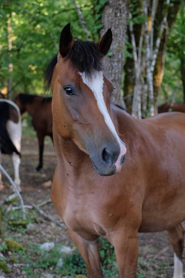 Mare French Saddle Pony For sale 2021 Bay