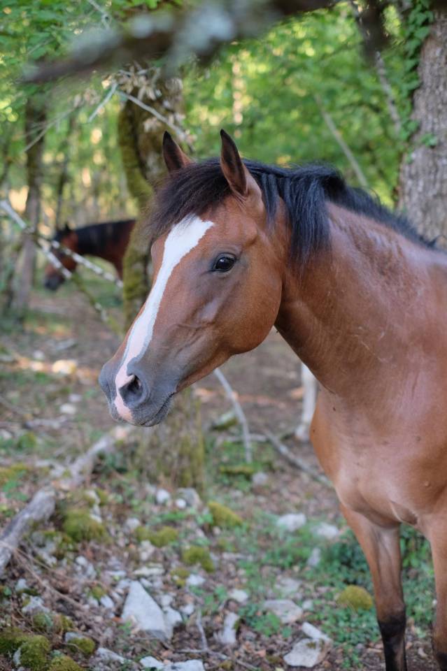 Mare French Saddle Pony For sale 2021 Bay