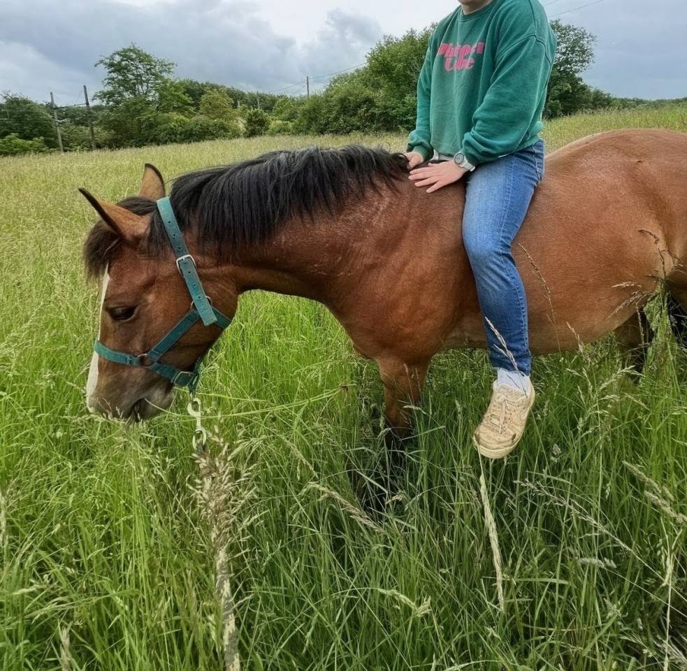 Mare French Saddle Pony For sale 2021 Bay