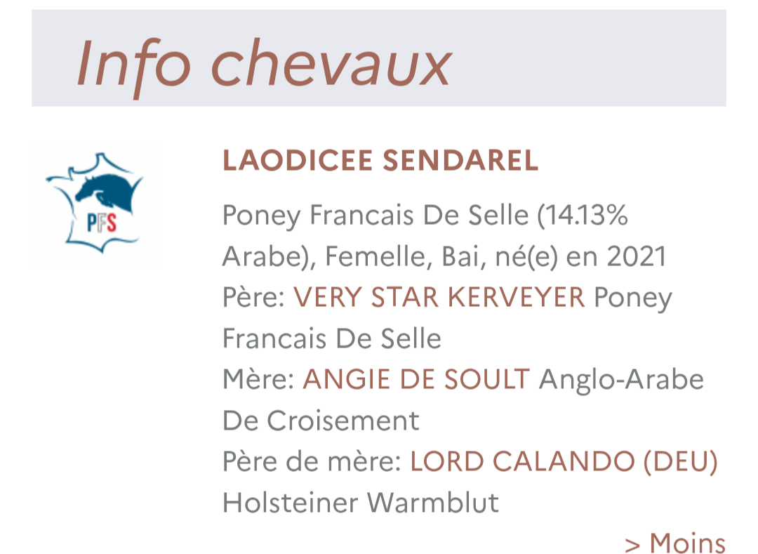 Mare French Saddle Pony For sale 2021 Bay