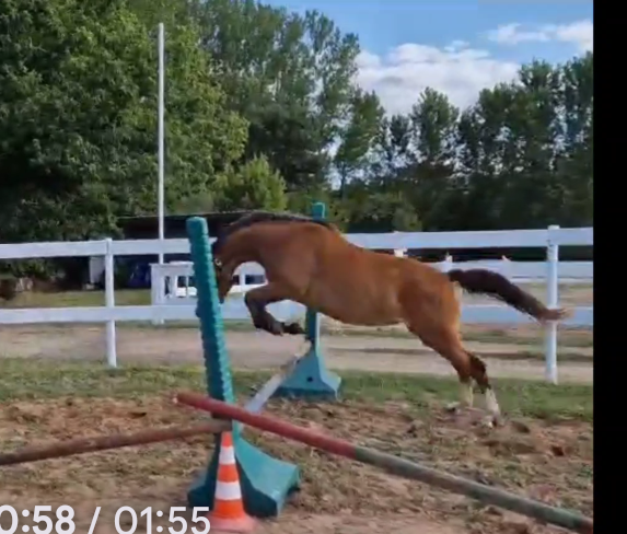 Mare French Saddle Pony For sale 2021 Bay
