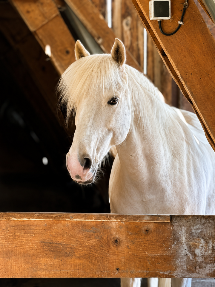 Gelding French Saddle Pony For sale 2017 Palomino