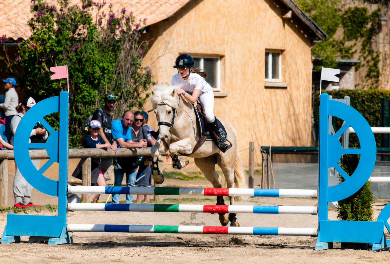 Gelding French Saddle Pony For sale 2017 Palomino