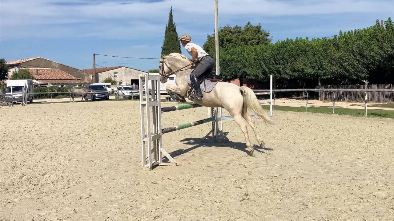 Gelding French Saddle Pony For sale 2017 Palomino
