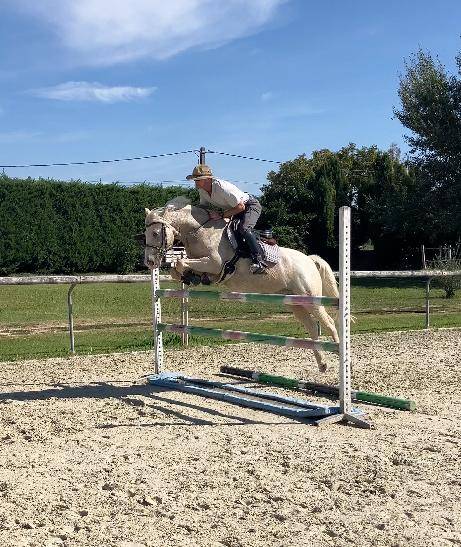 Gelding French Saddle Pony For sale 2017 Palomino