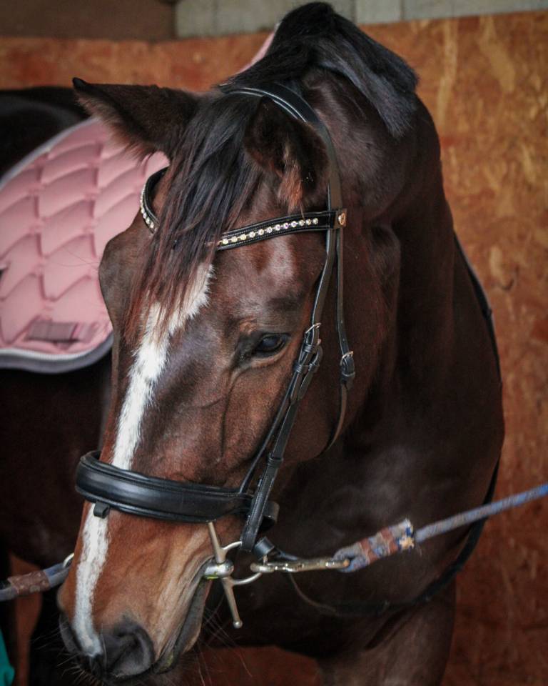 Mare Selle Fran&ccedil;ais For sale 2016 Bay