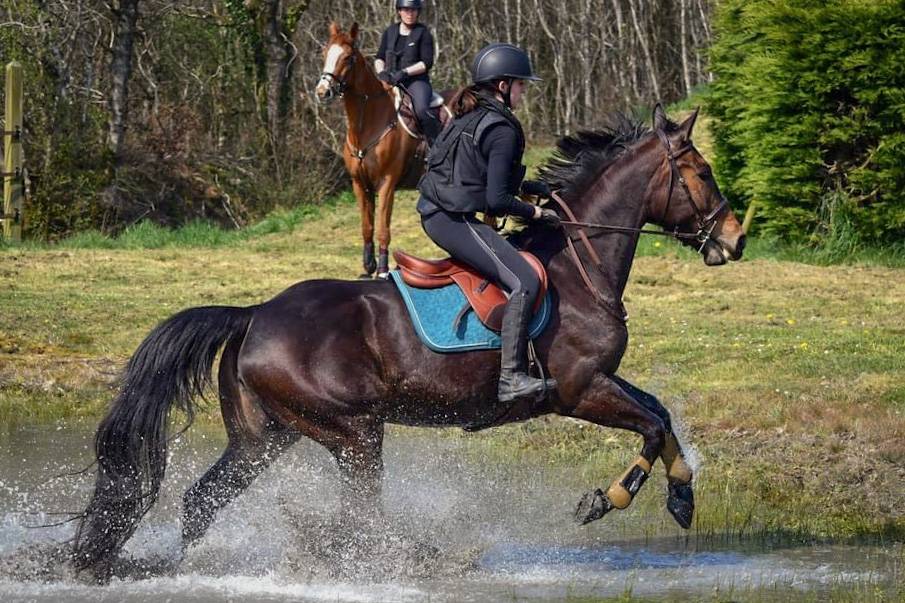 Mare Selle Fran&ccedil;ais For sale 2016 Bay