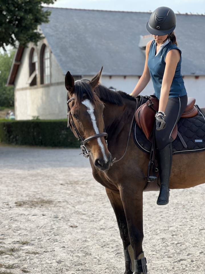Mare Selle Fran&ccedil;ais For sale 2016 Bay