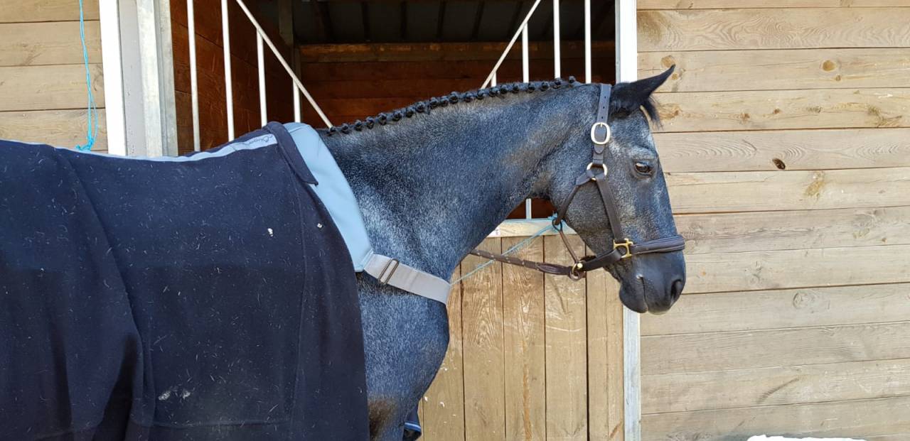 Broodmare Origin Recorded For sale 2009 Grey