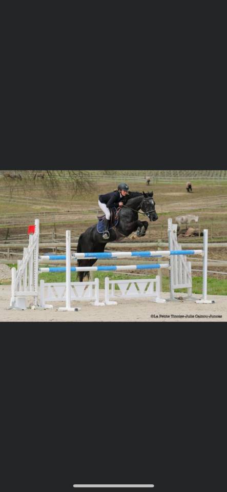 Broodmare Origin Recorded For sale 2009 Grey