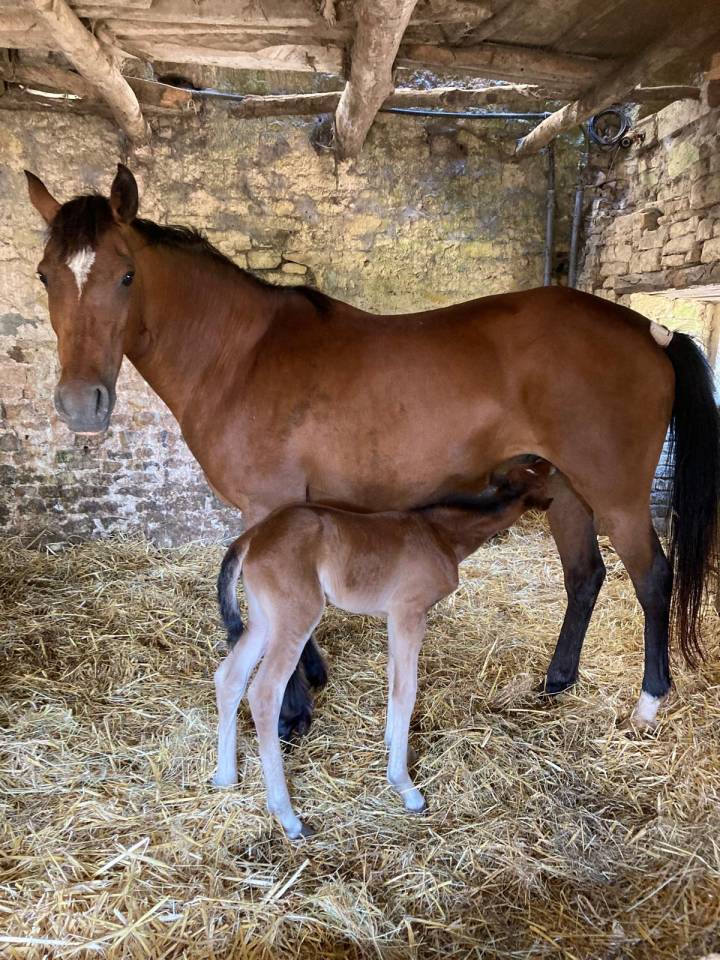 Broodmare Origin Recorded For sale 2009 Grey