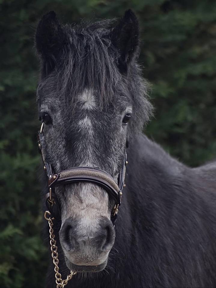 Mare Connemara For sale 2023 Grey