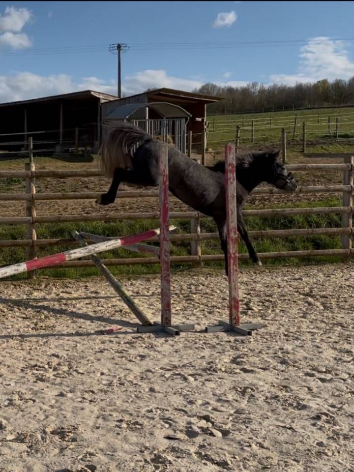 Mare Connemara For sale 2023 Grey