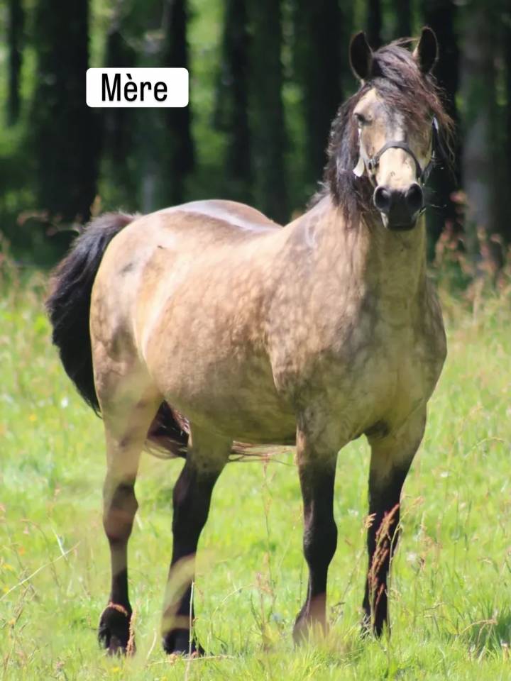Mare Connemara For sale 2023 Grey