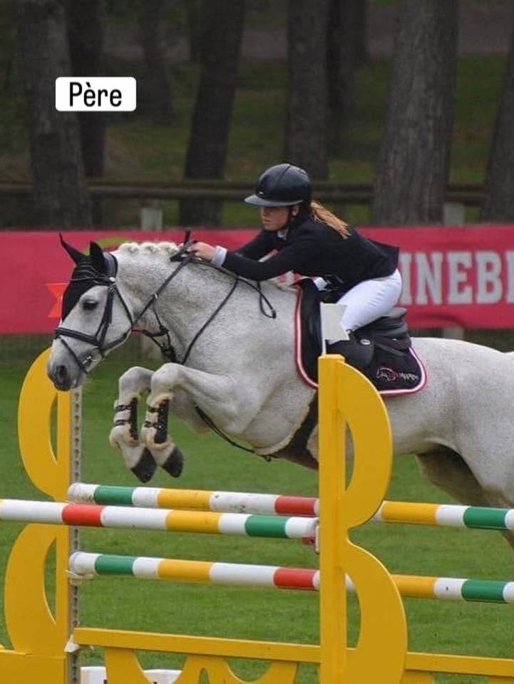 Mare Connemara For sale 2023 Grey