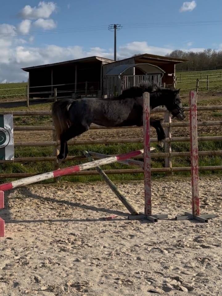 Mare Connemara For sale 2023 Grey